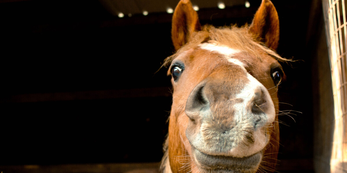 Is horse meat still eaten in france? Can i buy it at a butchers?