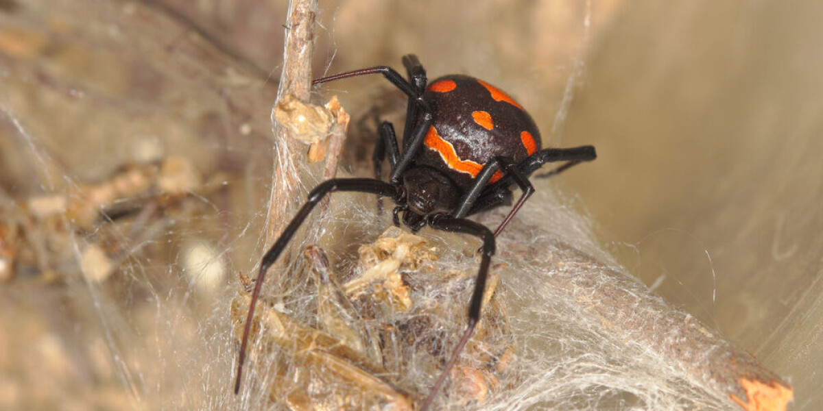 Black widow seen in southwest france for first time in two centuries
