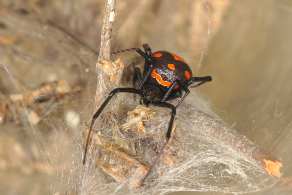 A close-up of a European black widow spider with its distinctive red markings