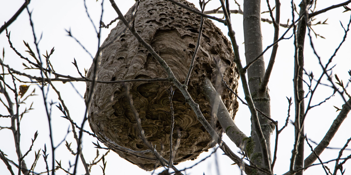 How can france fight invasive species like asian hornets?