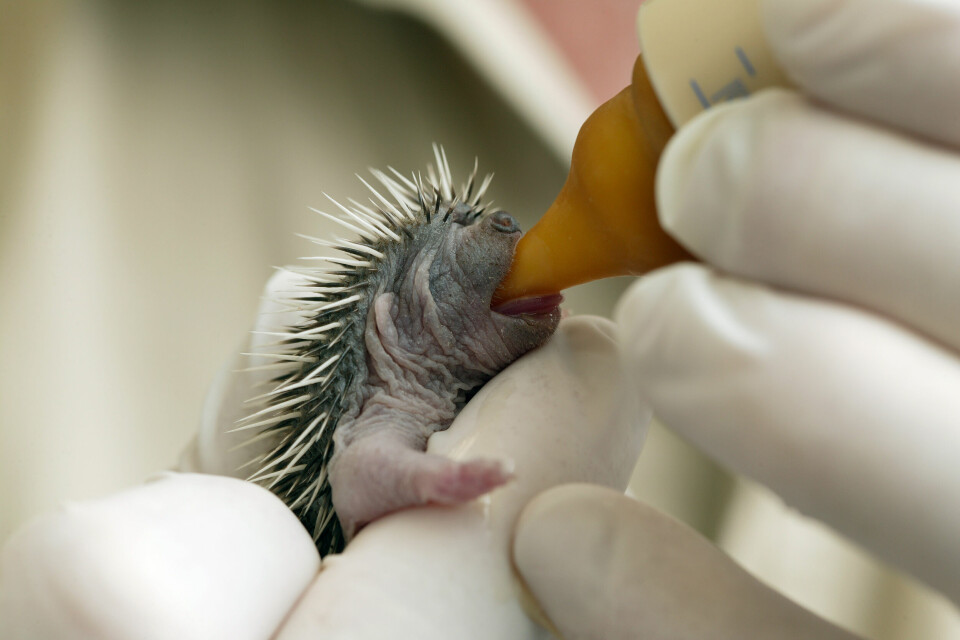 A photo of someone wearing gloves feeding a baby hedgehog