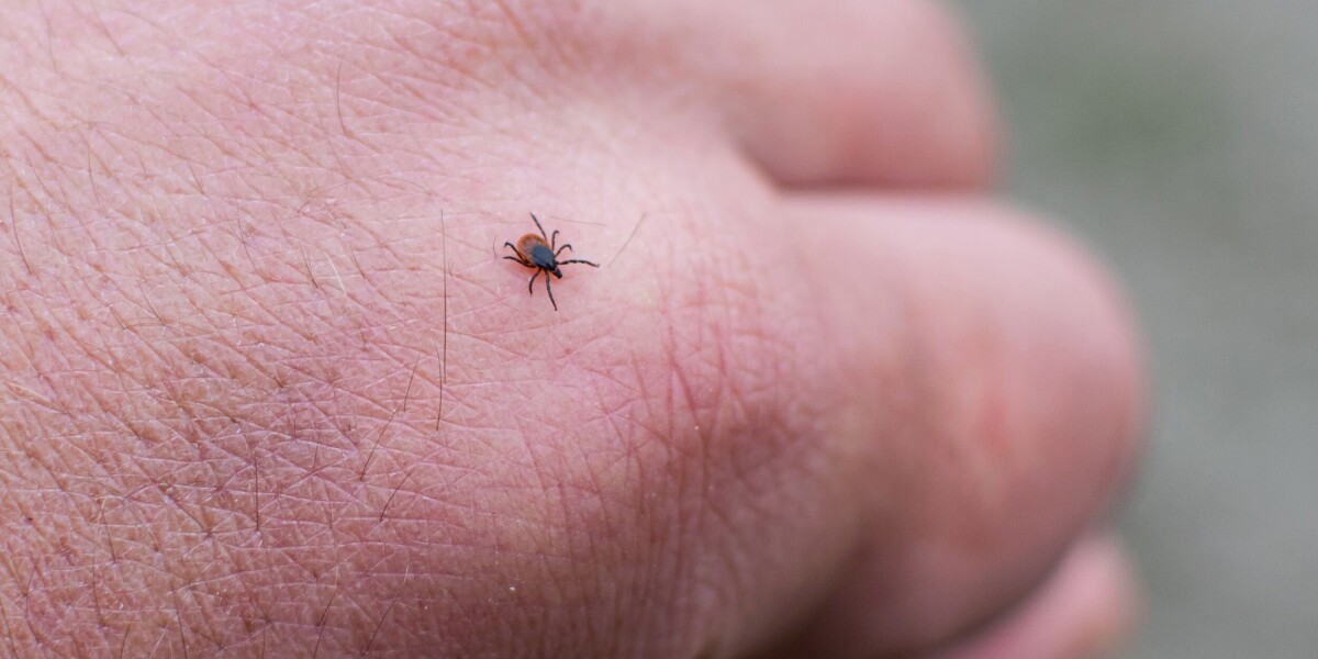 France’s new tick tracker: see if people have been bitten near you