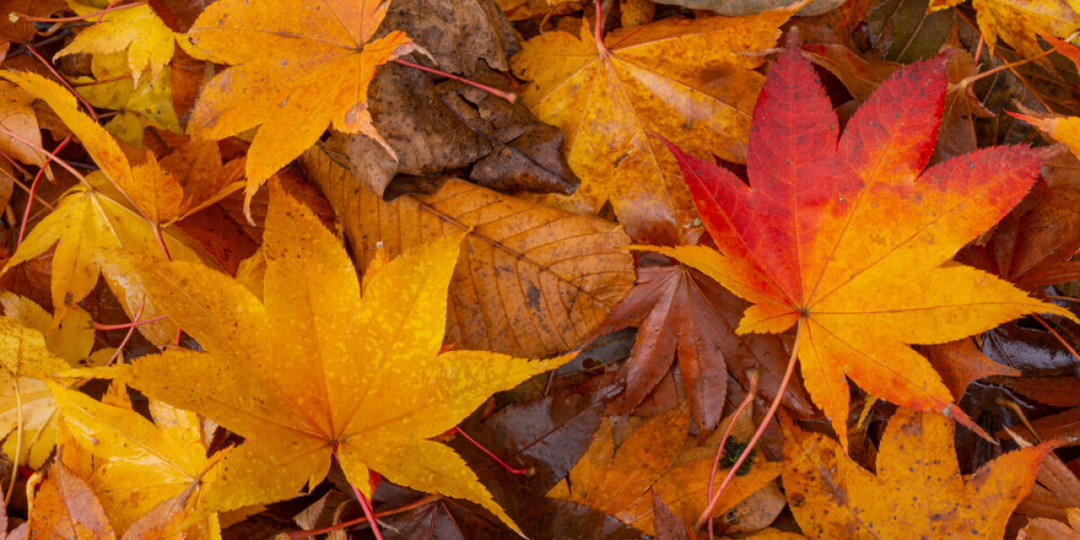 Falling garden leaves: rules for neighbours in france and can you burn them?