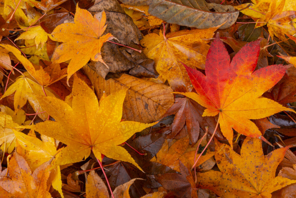 A photo of fallen autumn leaves