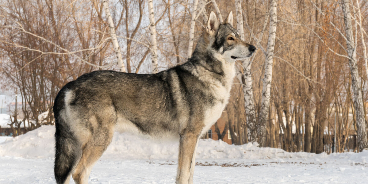 'wolf' filmed in sarthe, north west france turns out to be a pet dog