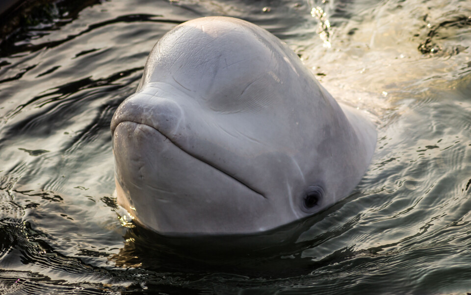 Daniil Ermolchuk / Shutterstock A photo of a beluga whale popping up from under some dark water
