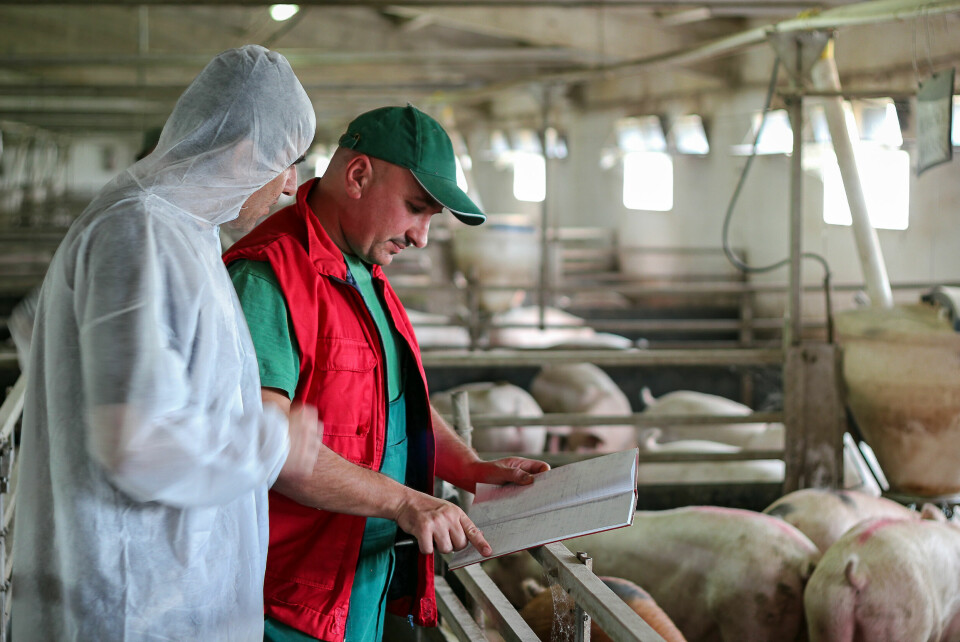 A farmer and staff worker next to a pen of pigs, looking at a notebook