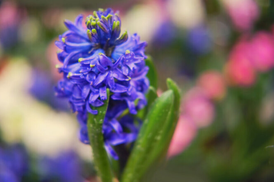 Hyacinths for spring