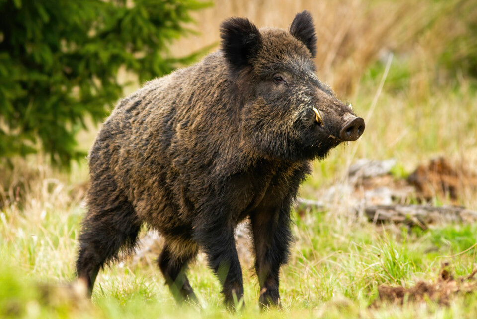 A photo of a wild boar outside