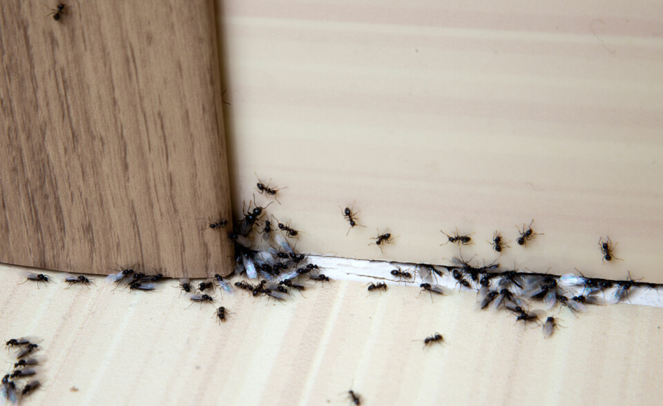 A door frame in a house surrounded by ants