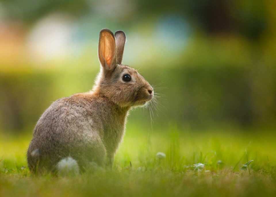 A rabbit on some grass