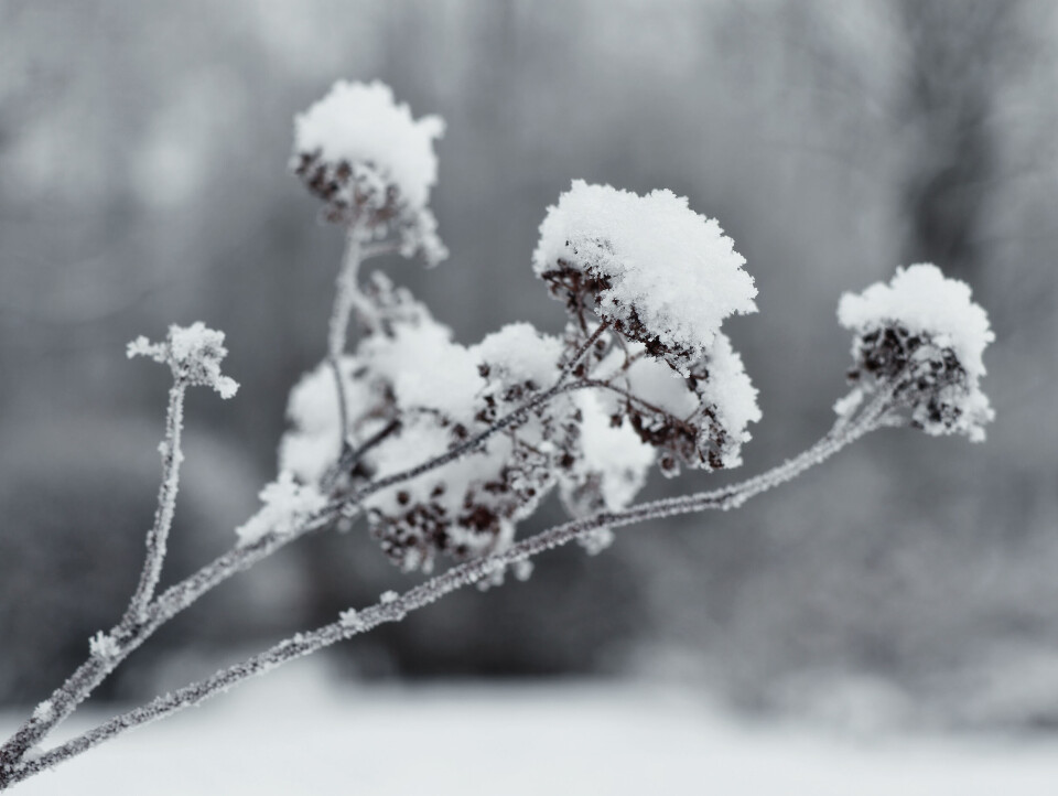 ElenaPiv / Shutterstock