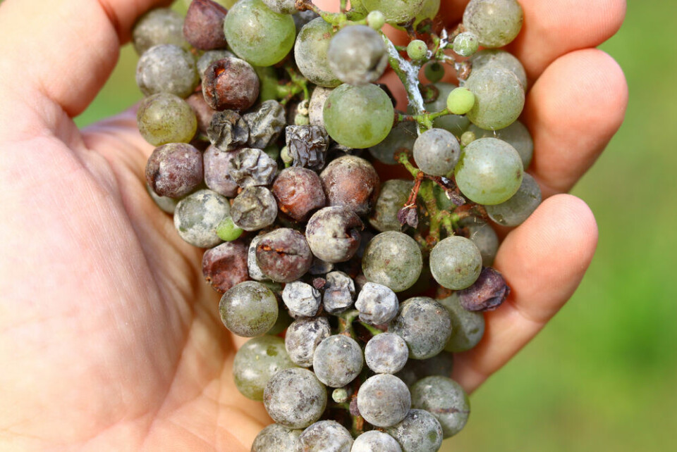 A bunch of wine grapes with powdery grey mildew covering them