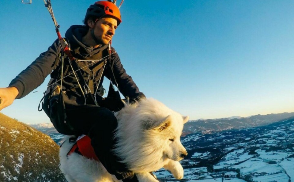 Dog and owner paragliding over Alps