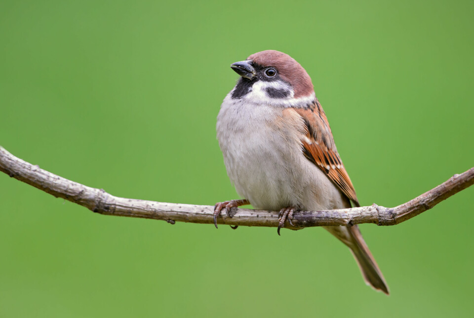 A European sparrow on a tree branch
