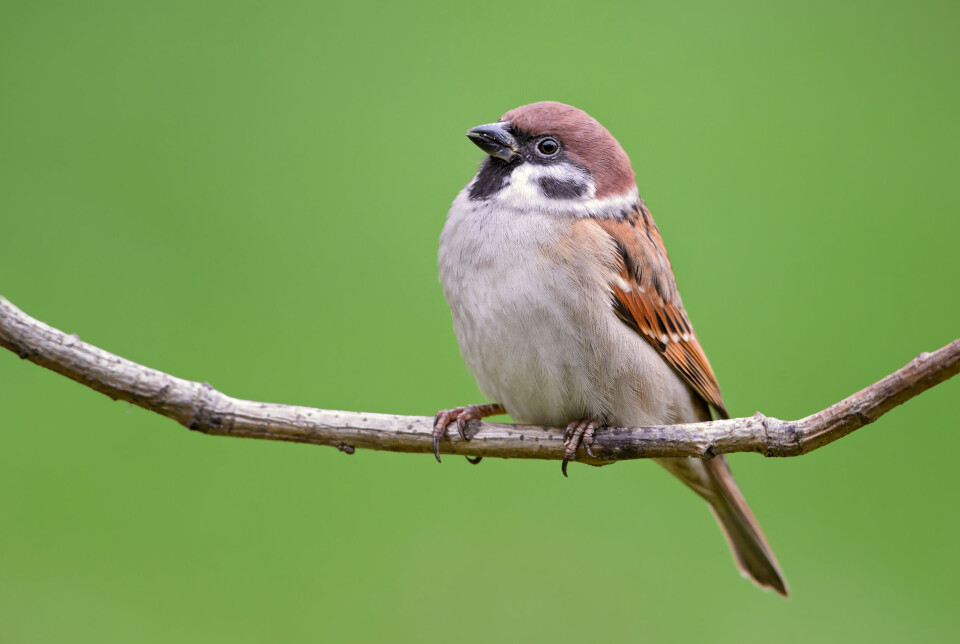 A European sparrow on a tree branch