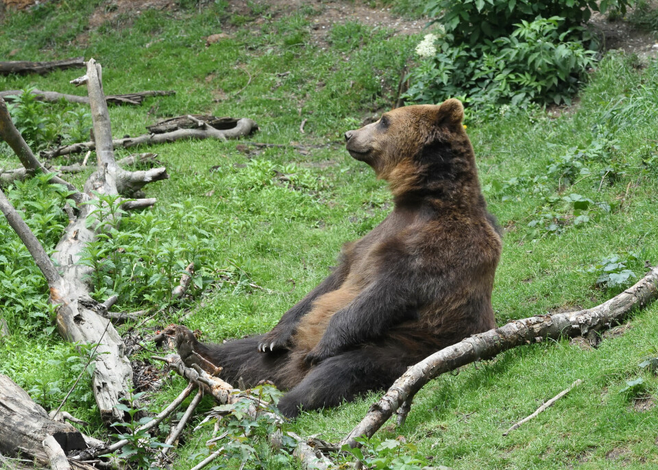 A Eurasian brown bear relaxing in nature