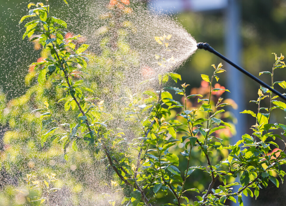 A gardener applying a pesticide to vegetation