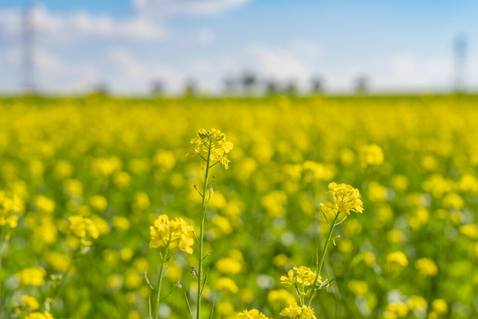 A photo of rapeseed flowers in a field being grown for fuel and feed