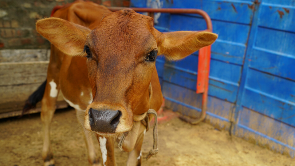 A photo of a brown calf in a barn, with its face close to the camera