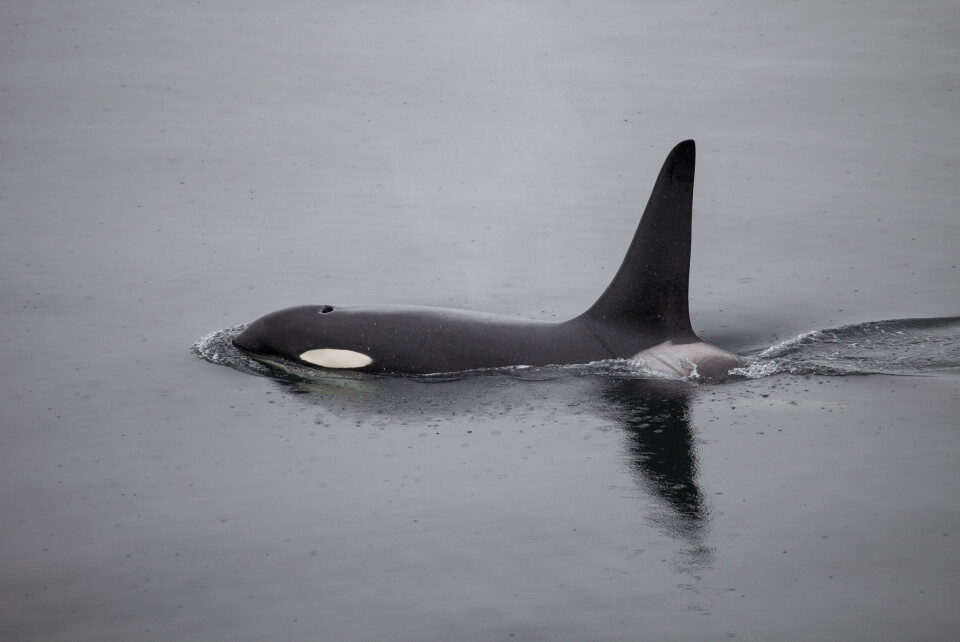 An orca whale with its fine visible above still water