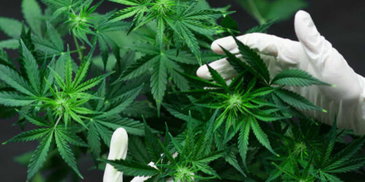 Legalise cannabis, say advisors to french state