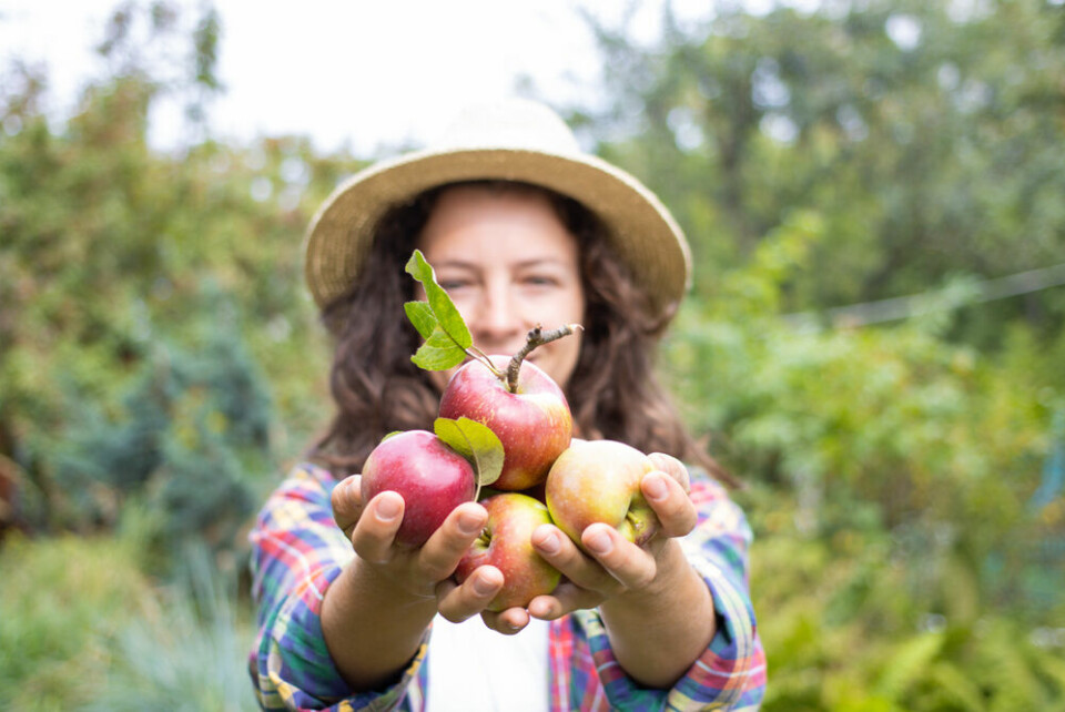 A photo of a woman holding out wild apples towards the camera in a field