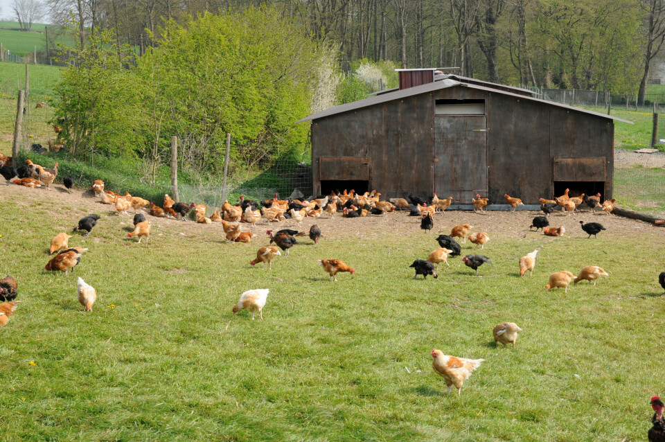 A poultry farm with chickens outside in France
