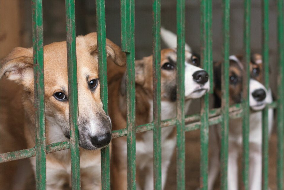Three dogs behind bars looking out