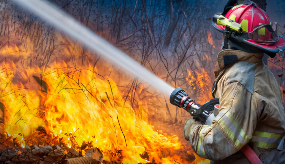 A photo of a firefighter spraying a water hose over a forest fire