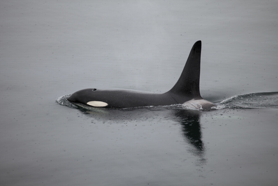 An Orca whale seen in calm water