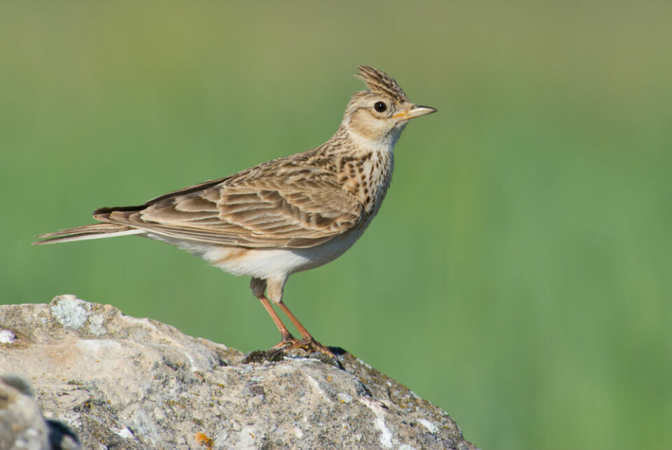Side view of a skylark perched on a rock against a green wheat field background