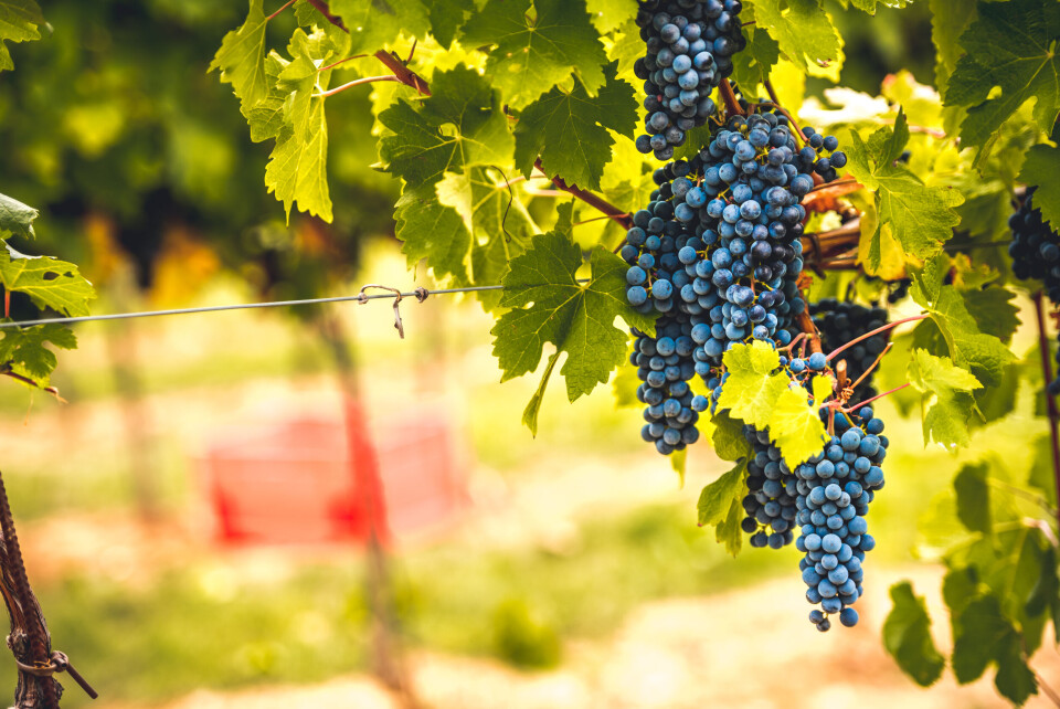 An image of grapes on the vine