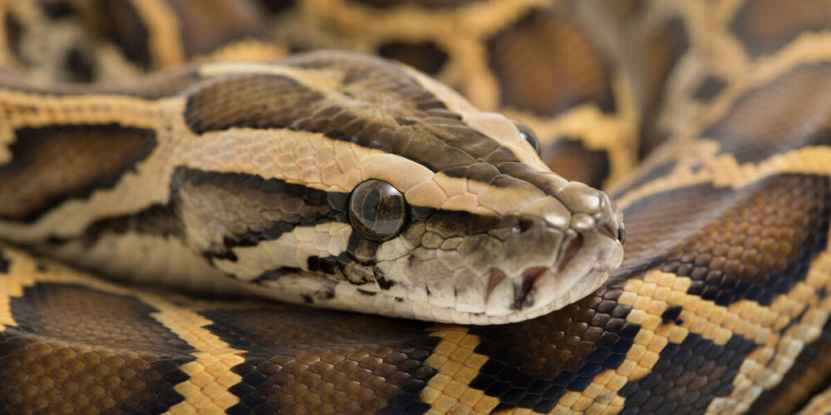 More snakes kept as pets in france - some are escaping