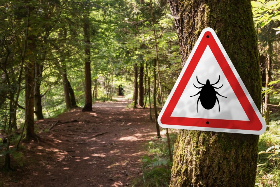 A forest with a tick warning alert sign on a tree