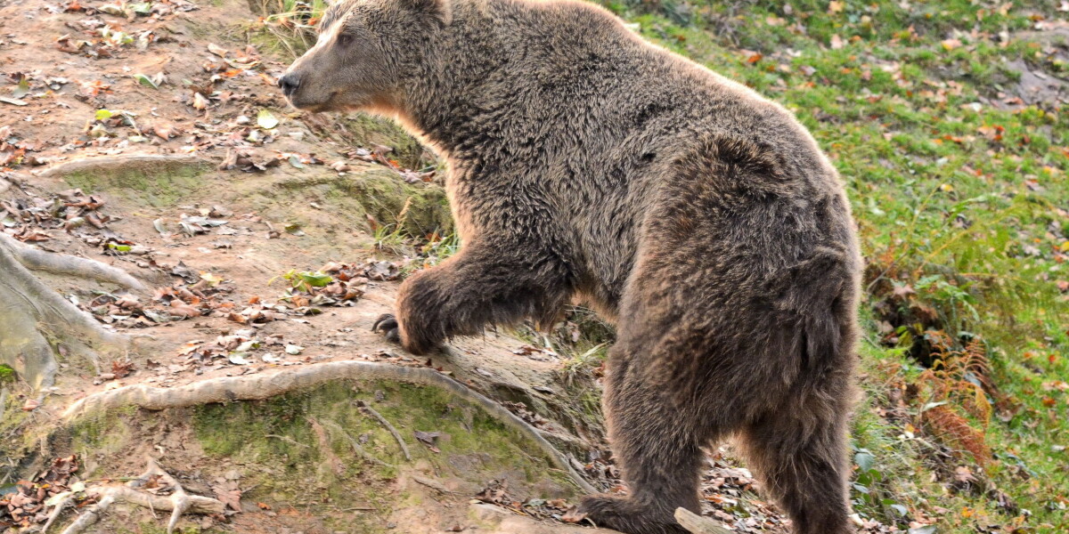 Brown bear numbers in france rise for first time in 30 years