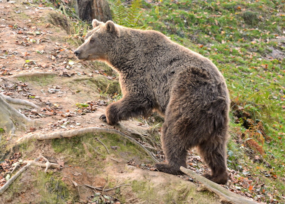 Brown bear