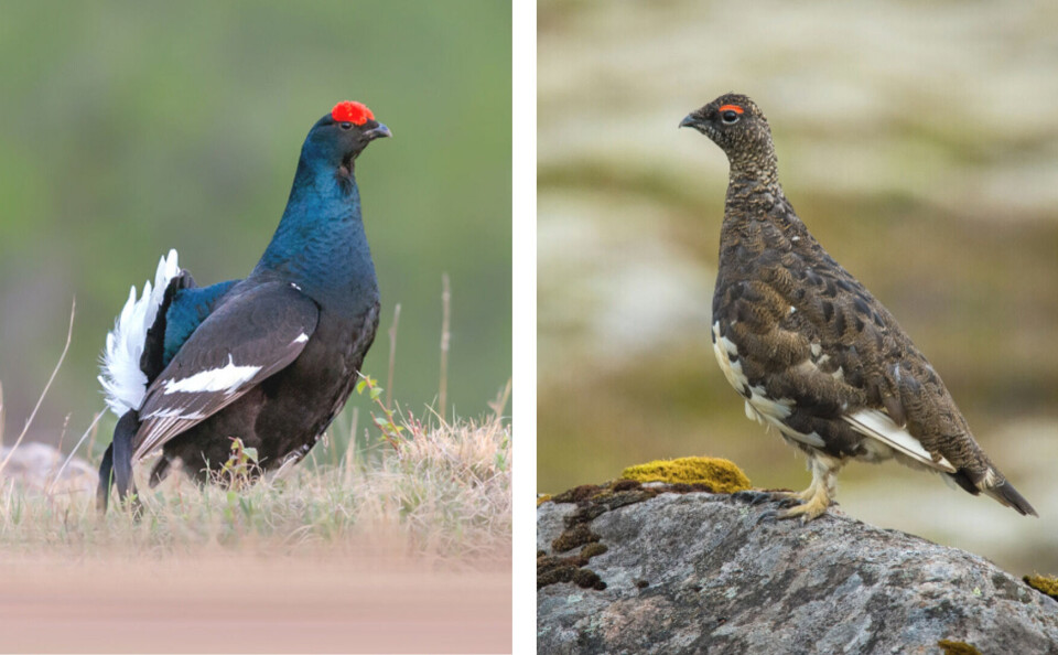 Wang LiQiang / Petr Simon / Shutterstock The black grouse (Lyrurus Tetrix) and ptarmigan (Lagopus Muta)
