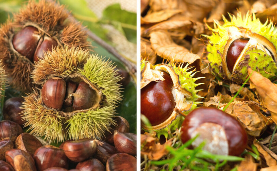 A split photo with chestnuts on the left side and conkers on the right side