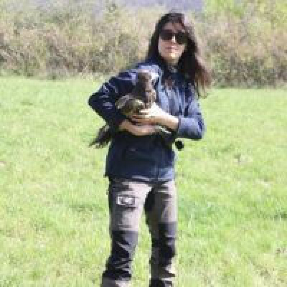 Egyptian vulture release