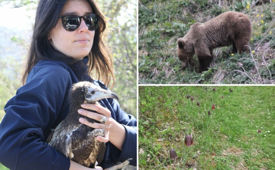 Vulture, bear, Fritillary