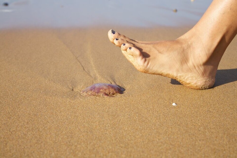 A woman about to stand on top of a jellyfish on a beach
