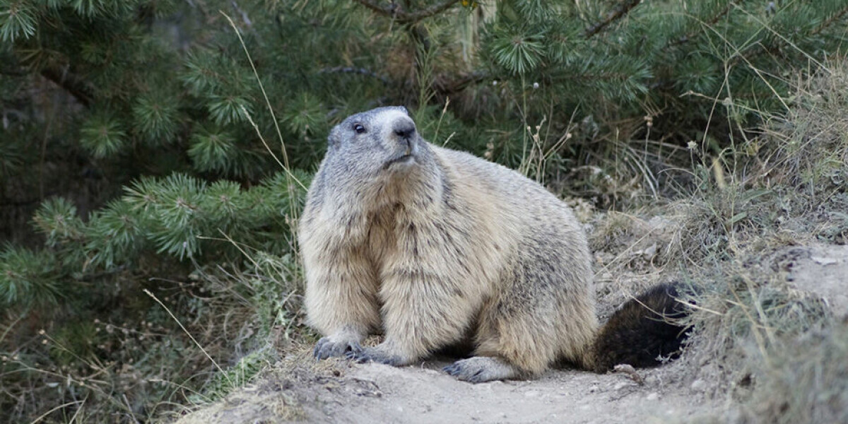 Raising awareness of tourism dangers for cuddly french alpine marmots