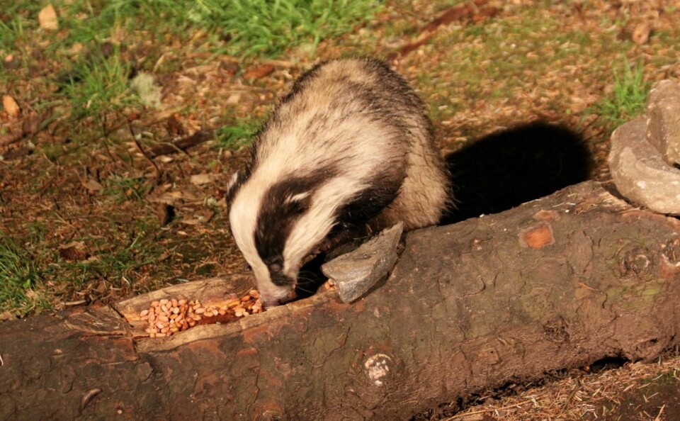 Jonathan Kemp Badger