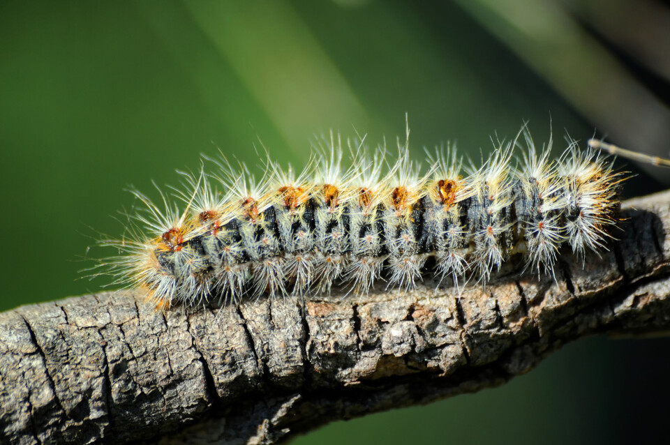 processionary caterpillar