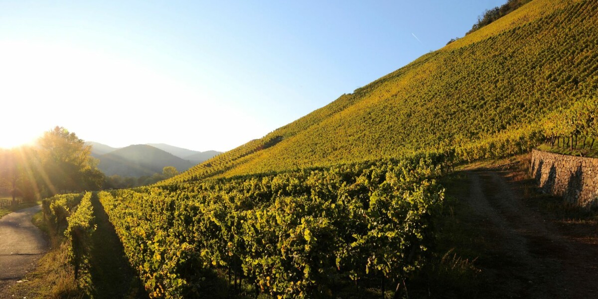 French vineyard so steep workers use ropes is now on world top 12 list