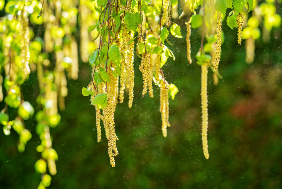 An image of birch tree flowers