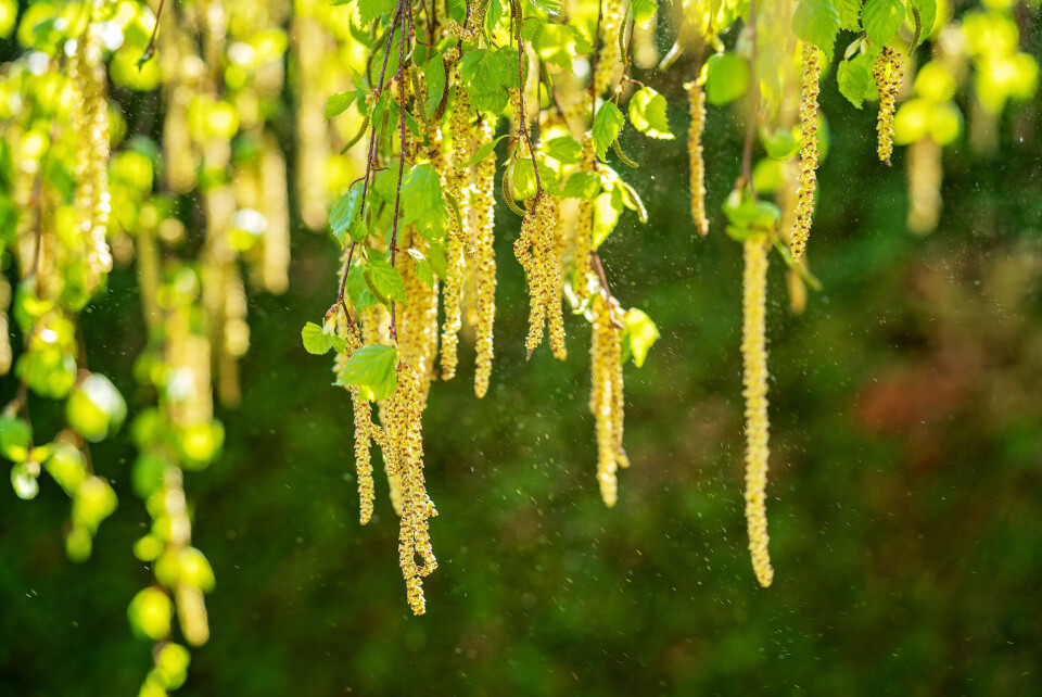 Tatyana Soares / Shutterstock An image of birch tree flowers