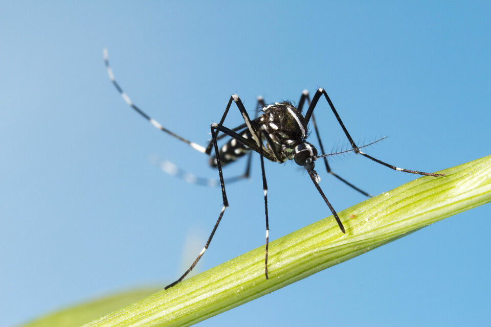 Image of a tiger mosquito