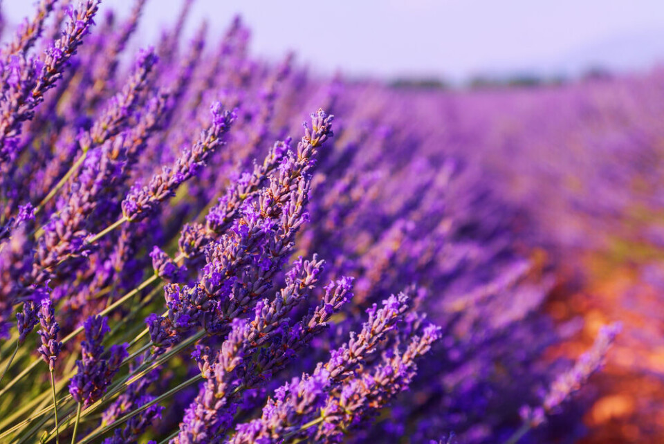 Barat Roland / Shutterstock